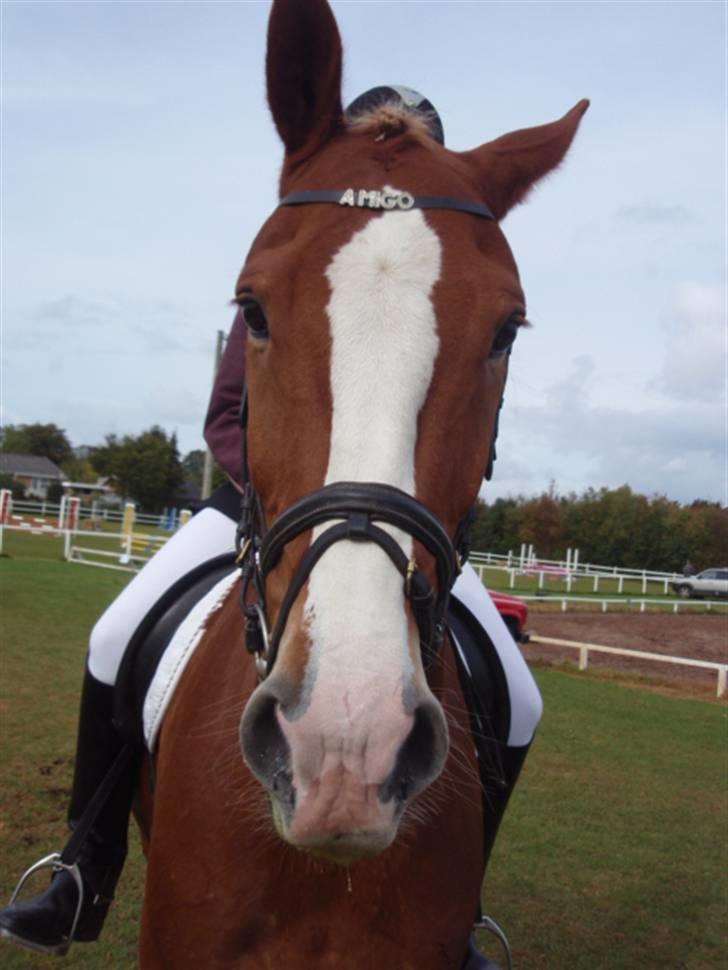 Sevel den. 29/9-08 - Til stævne i sevel rideklub ,,  den 29/9-08 billede 62