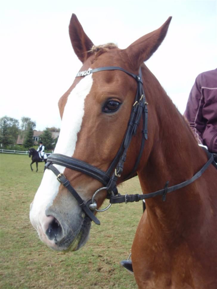 Sevel den. 29/9-08 - Til stævne i sevel rideklub ,,  den 29/9-08 billede 63