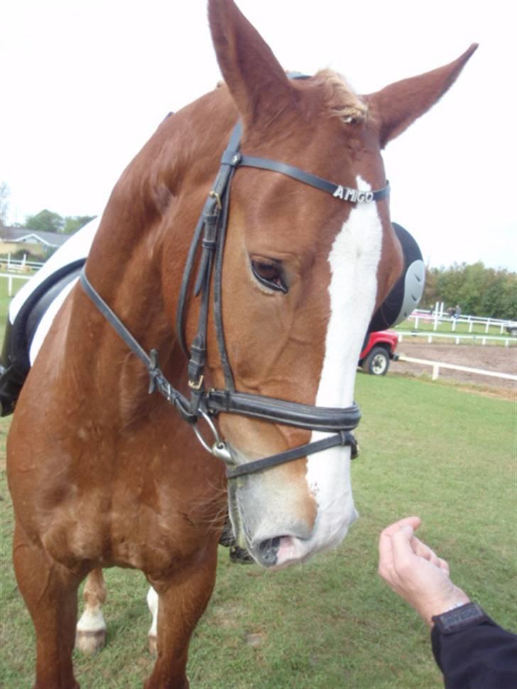 Sevel den. 29/9-08 - Til stævne i sevel rideklub ,,  den 29/9-08 billede 64