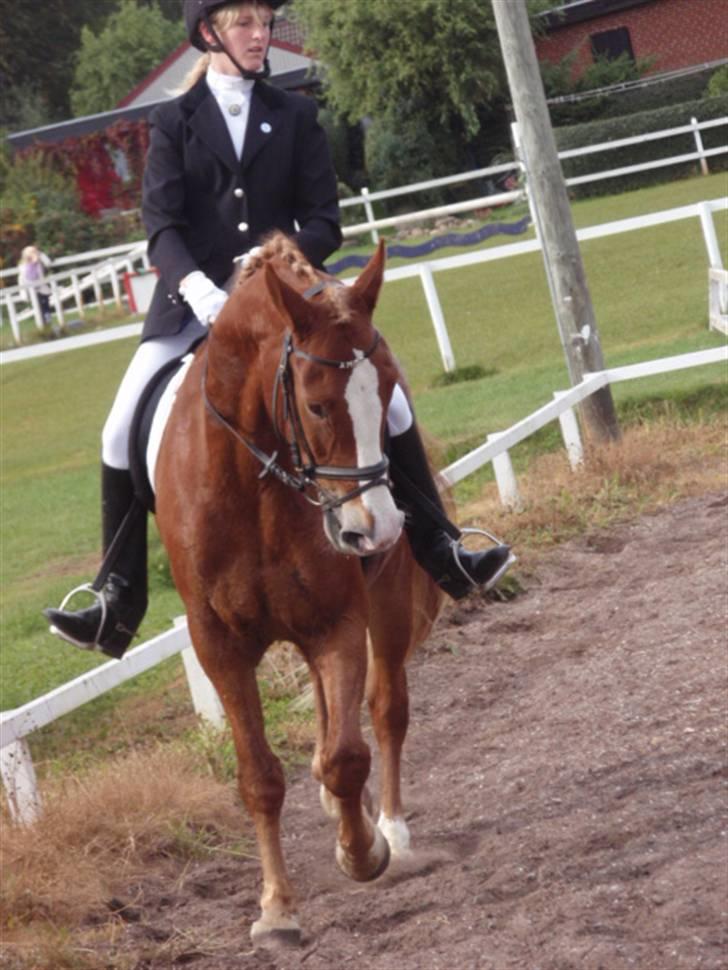 Sevel den. 29/9-08 - Til stævne i sevel rideklub ,,  den 29/9-08 billede 65