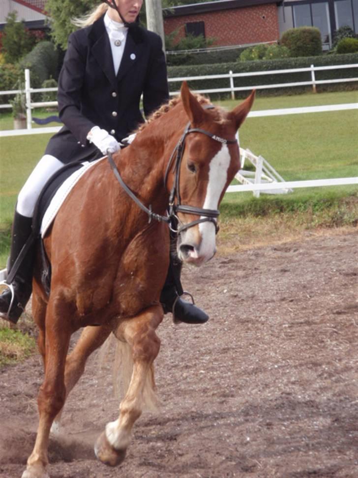 Sevel den. 29/9-08 - Til stævne i sevel rideklub ,,  den 29/9-08 billede 66