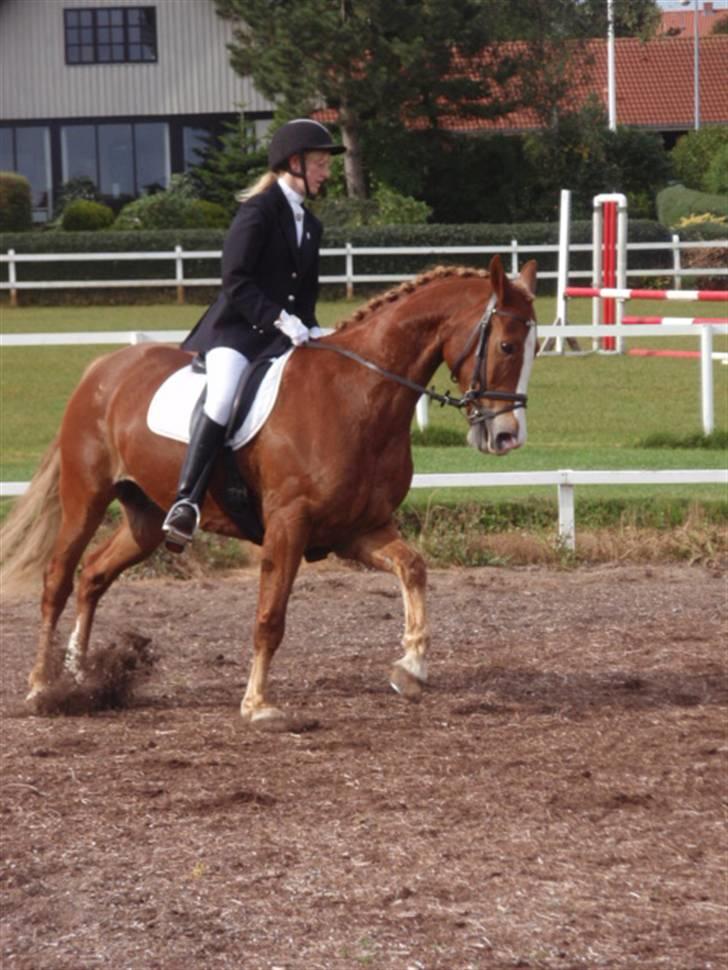 Sevel den. 29/9-08 - Til stævne i sevel rideklub ,,  den 29/9-08 billede 67