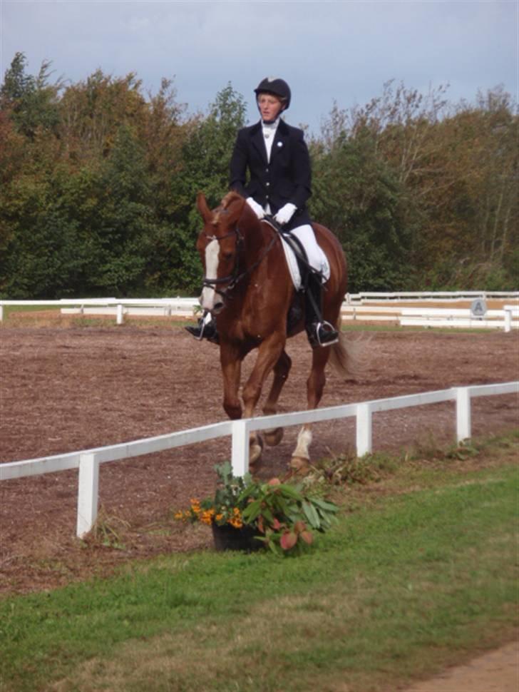 Sevel den. 29/9-08 - Til stævne i sevel rideklub ,,  den 29/9-08 billede 68