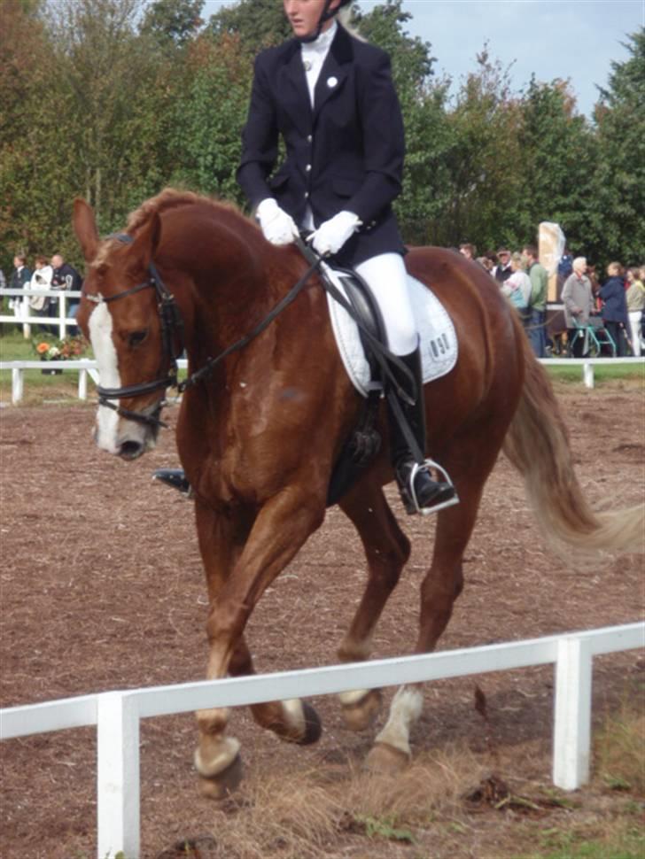 Sevel den. 29/9-08 - Til stævne i sevel rideklub ,,  den 29/9-08 billede 69