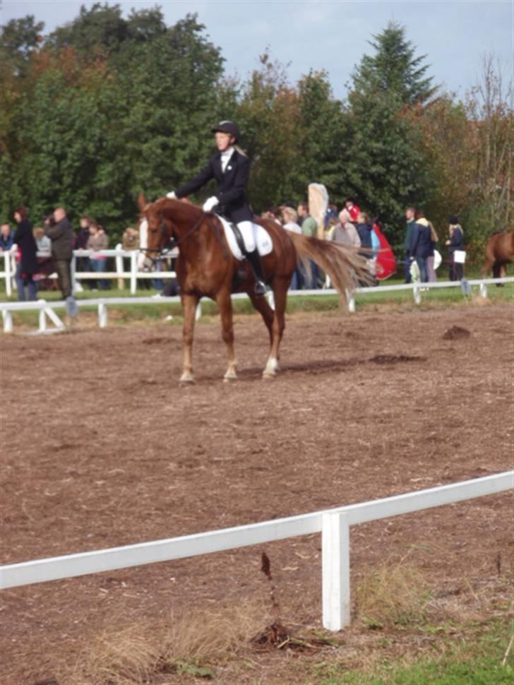 Sevel den. 29/9-08 - Til stævne i sevel rideklub ,,  den 29/9-08 billede 70