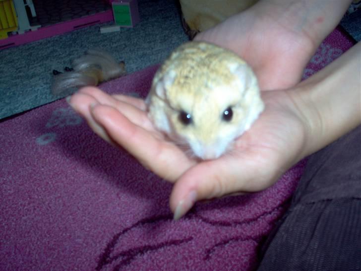 Mit fotoalbum - Min gammle mus som hed rosa hun var den bedste mus jeg har haft.. billede 27