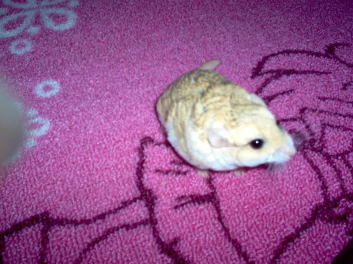 Mit fotoalbum - Det er så  rosa! billede 28