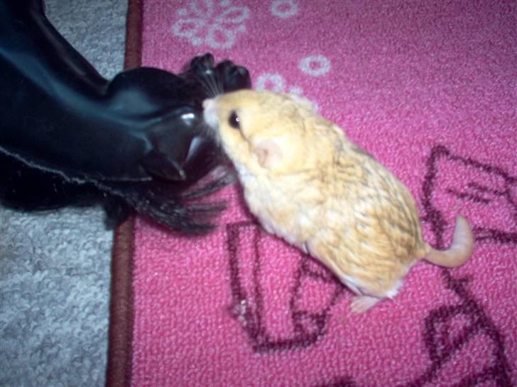 Mit fotoalbum - Det er så også rosa!! billede 29