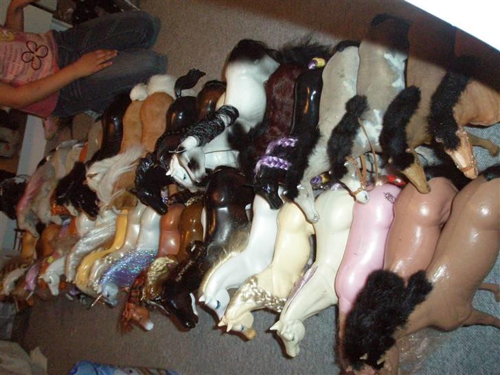 Mit fotoalbum - Mig og min hjerte venindes heste.. kun lidt af dem er på dette billed!! billede 36