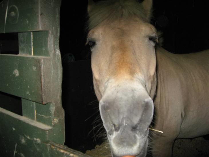 {{currentPhoto.altText}} billede {{currentPhoto.number}}