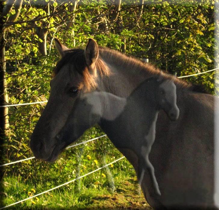 Tegninger og billeder jeg har leget lidt med... billede 21