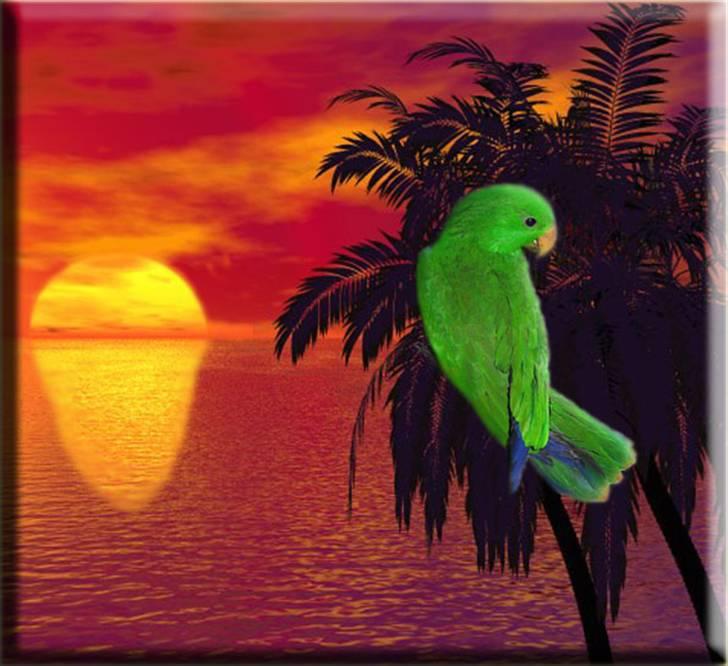 Tegninger og billeder jeg har leget lidt med... billede 22