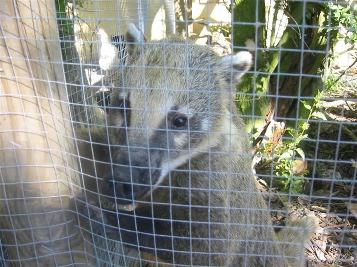 Min dejlig næsebjørn :)  - Hej! :) billede 1