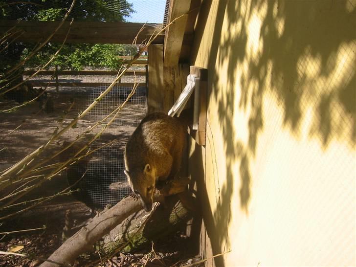 Min dejlig næsebjørn :)  - En tur ud i den friske luft dejligt! :D billede 2