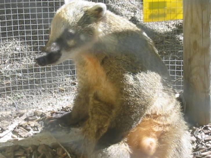 Min dejlig næsebjørn :)  - Hvad var det? billede 3