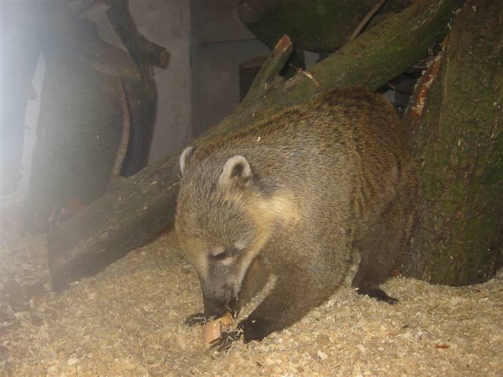 Min dejlig næsebjørn :)  - Mums! jeg elsker bare æg :P billede 4