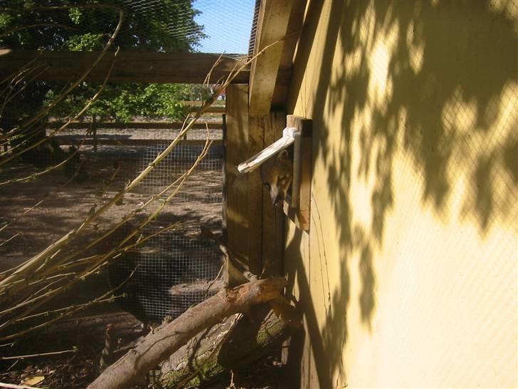 Min dejlig næsebjørn :)  - Kigger lige ud :) billede 6