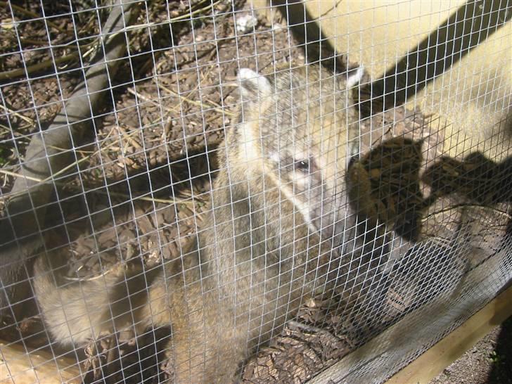 Min dejlig næsebjørn :)  - Har du noget lækkert til mig ? ;) billede 7