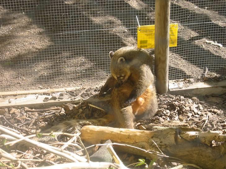 Min dejlig næsebjørn :)  - Ih, den tykke bjørnepels klør :P billede 8