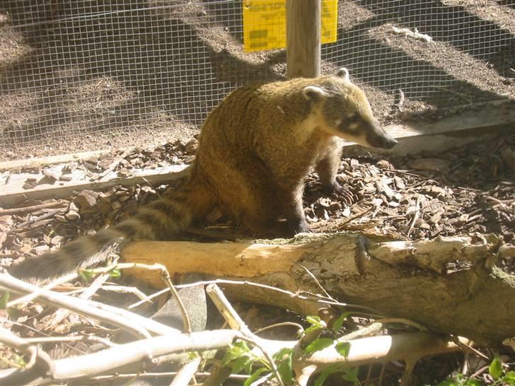 Min dejlig næsebjørn :)  - Næsebjørn udenfor :) billede 9