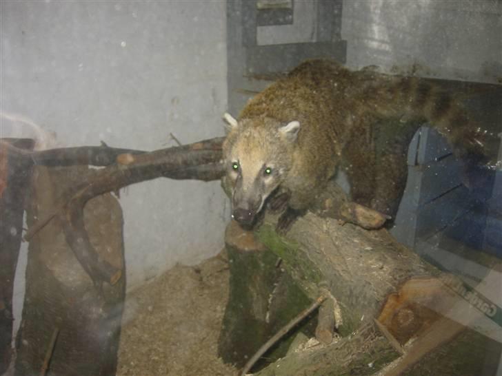 Min dejlig næsebjørn :)  - Her bor jeg fint, jeg kan komme indfor i et stort bur og har en ret stor løbe gård udenfor og jeg bestemmer selv hvornår jeg vil ud :) billede 10