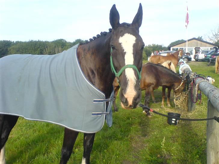 Billeder fra mit arbejde på stald sakstrup. - Billede fra da jeg var til stævne med sakstrups Astacia billede 30