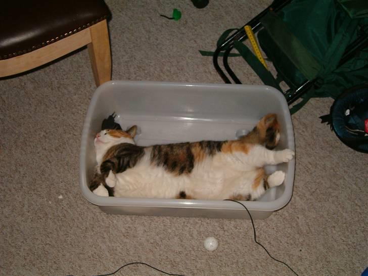 Mine mærkelige dyr :D - Mille sover trykt ;p billede 1