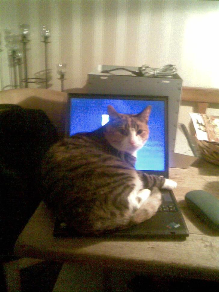 Mine mærkelige dyr :D - Mine katte kan også spille computer :) billede 2