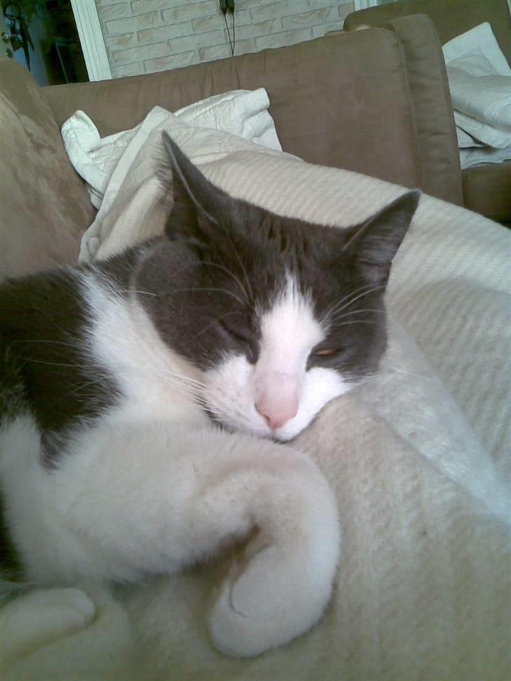 Mine mærkelige dyr :D - Mimmi der sover :) billede 3