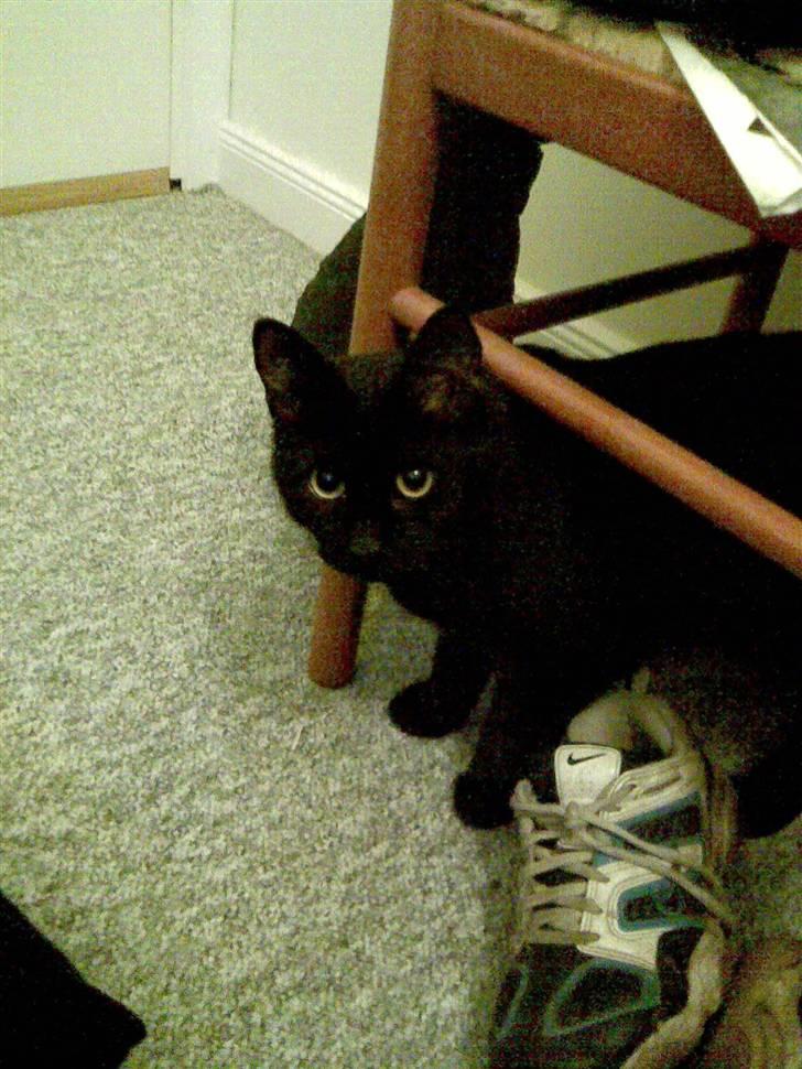 Mine mærkelige dyr :D - Junior da han var killing billede 4