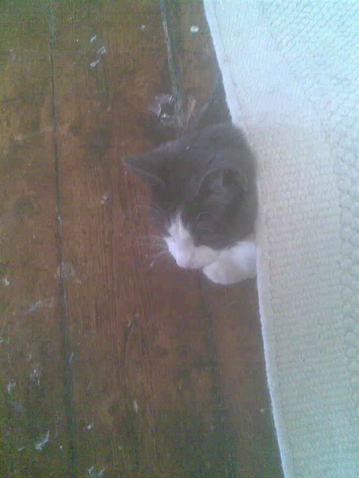 Mine mærkelige dyr :D - Mimmi under gulvtæppet :p billede 5