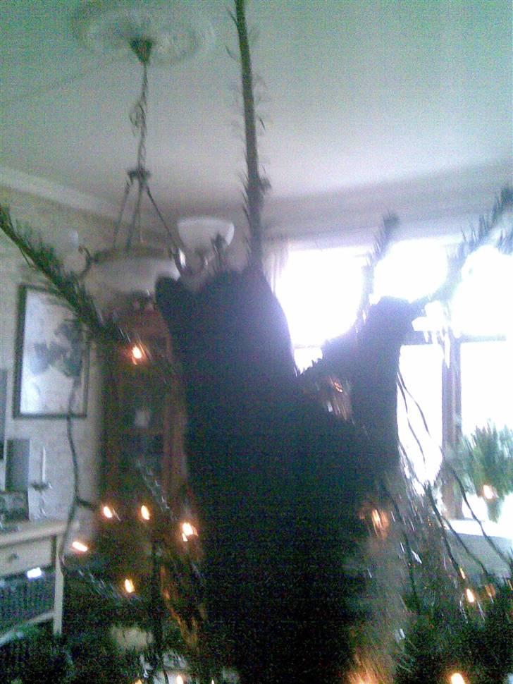 Mine mærkelige dyr :D - Junior i juletræ billede 6