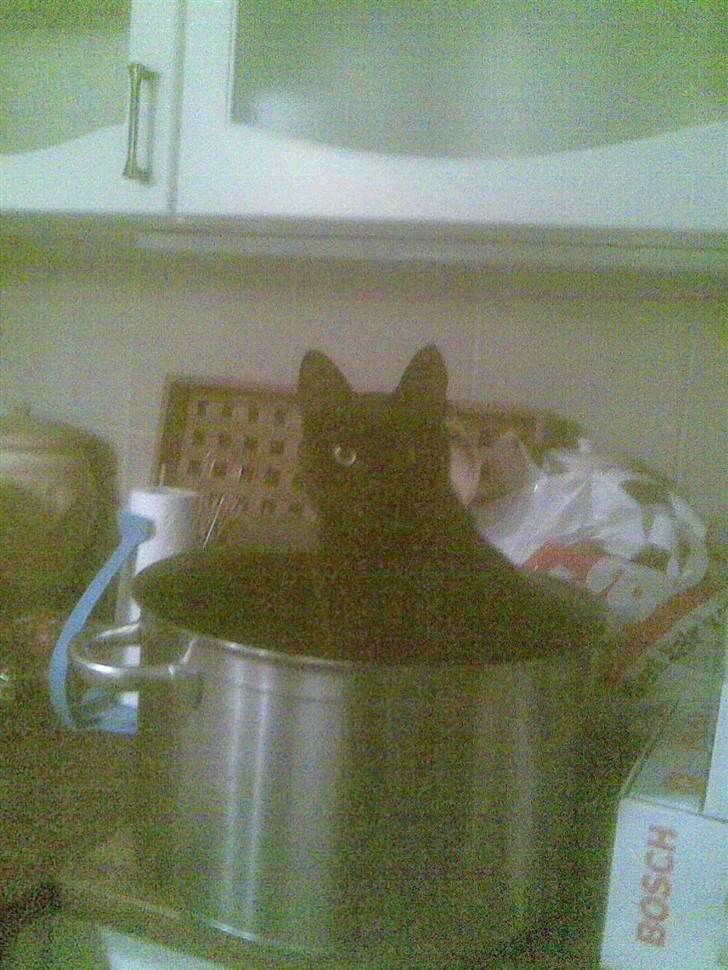 Mine mærkelige dyr :D - Min yndlings kat junior (killing el. chicken) billede 7