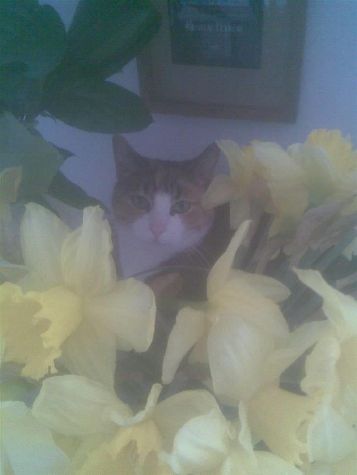 Mine mærkelige dyr :D - Mille, som jeg har haft hele mit liv :') billede 8