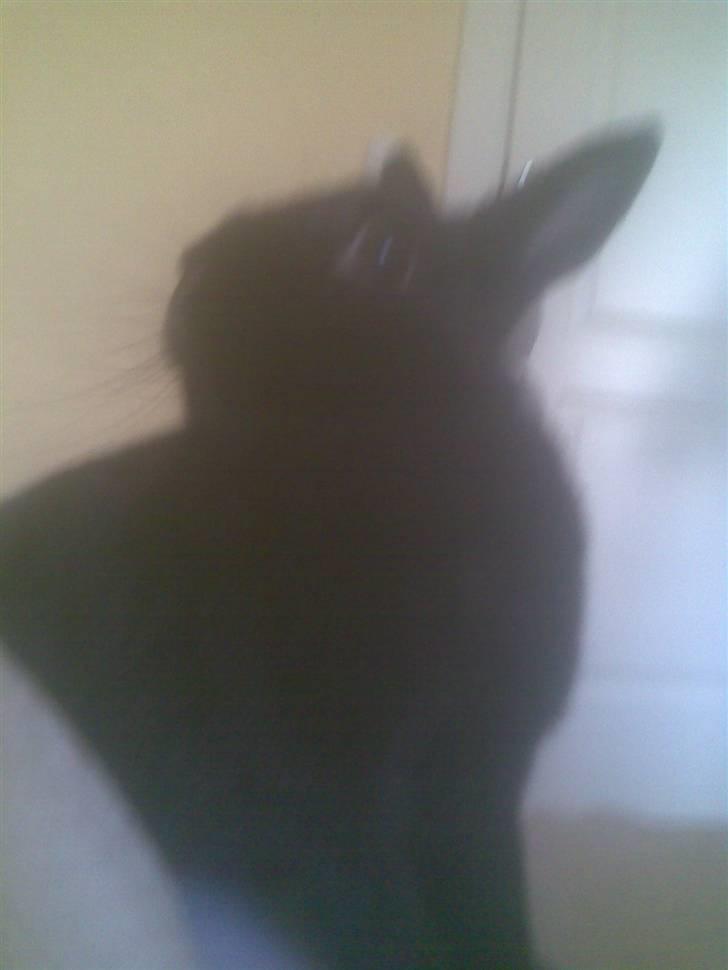 Mine mærkelige dyr :D - Min kanin, som desværre også er død :'( hun døde da hun var på sommerferie.. billede 9