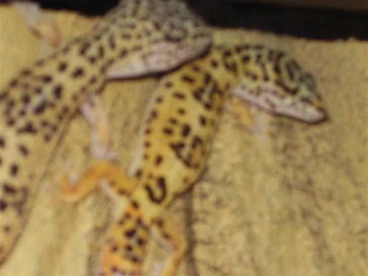 Mine mærkelige dyr :D - Freja og odin billede 10