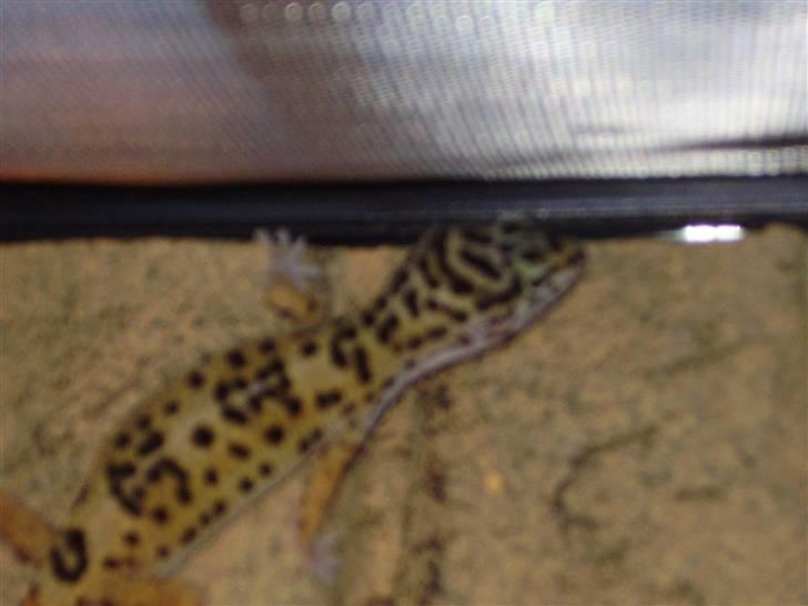 Mine mærkelige dyr :D - Odin.. billede 11