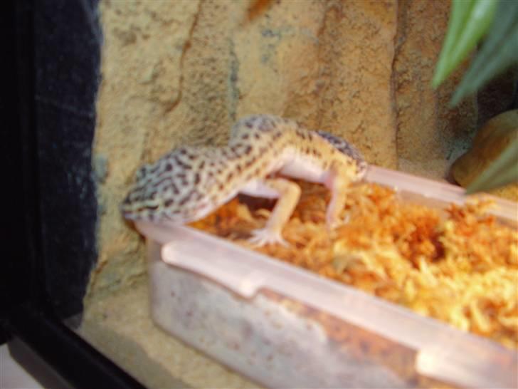 Mine mærkelige dyr :D - Freja... billede 12