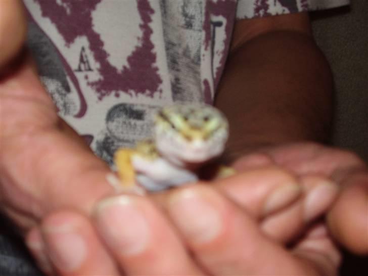 Mine mærkelige dyr :D - Freja.. billede 13