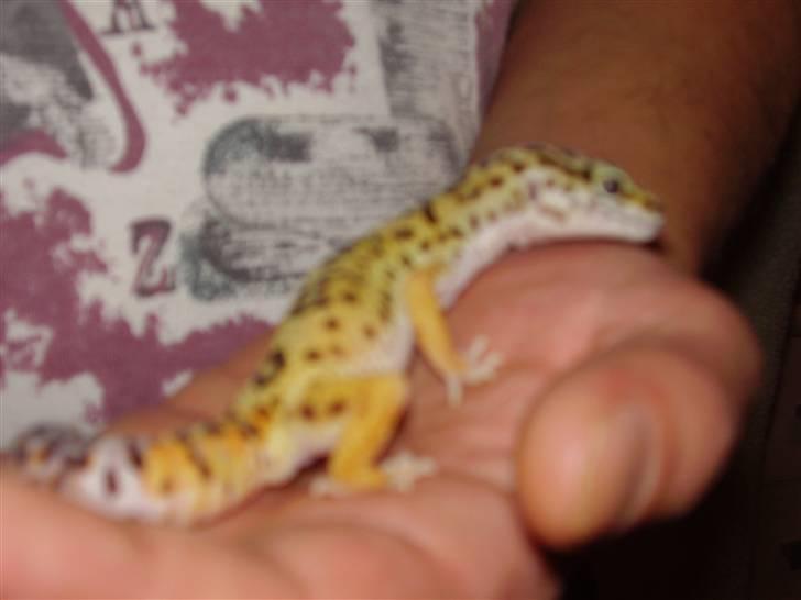 Mine mærkelige dyr :D - Det her er freja.. billede 14