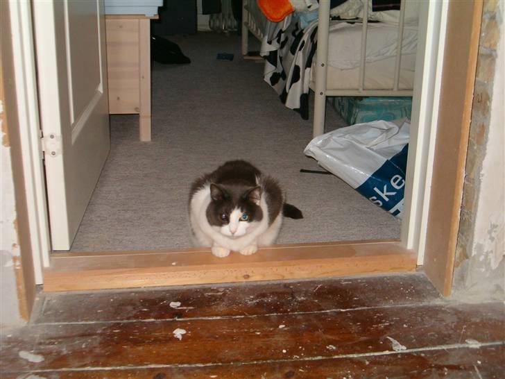 Mine mærkelige dyr :D - Det er min gamle kat, misrosa, hun døde og vi fandt aldrig ud af, af hvad :'( billede 15