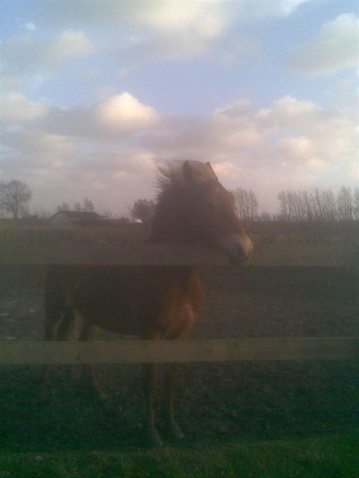 Mine mærkelige dyr :D - Og det er selvfølgelig min vidunderlige pony max<33 billede 16