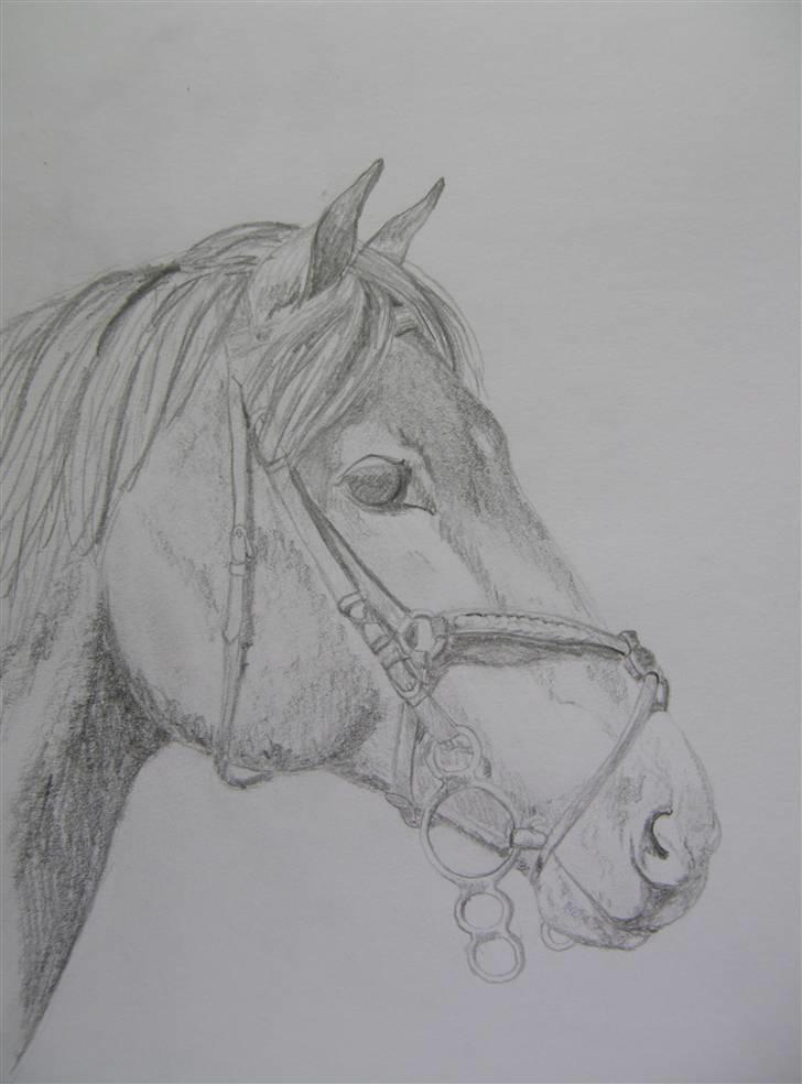 Tegninger jeg har tegnet... - Gevaldi... tegnet for Stefanie J på hestegalleri... billede 24
