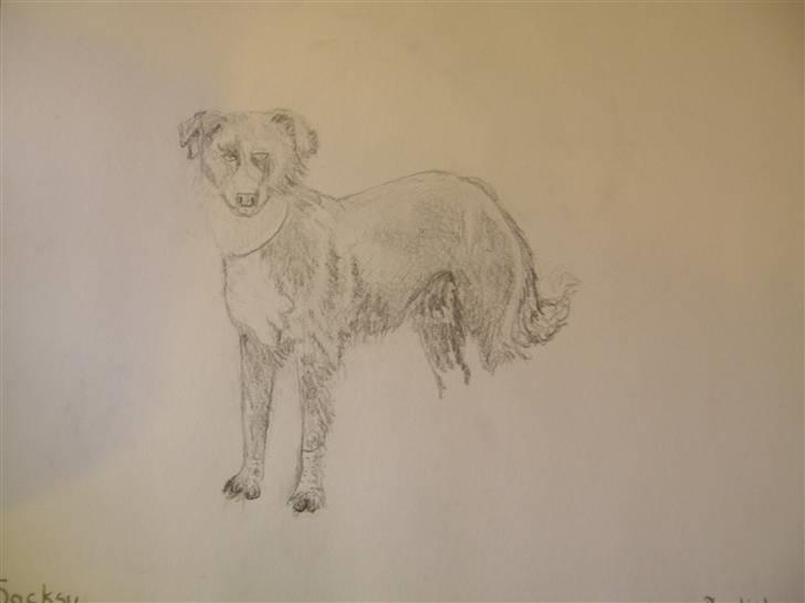 Tegninger jeg har tegnet... - Soksey... en af hundene der hvor jeg arbejdede i Australien... billede 26