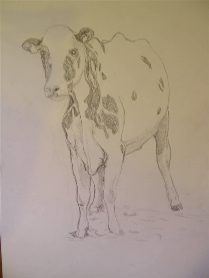Tegninger jeg har tegnet... - Fancy... tegnet efter en ko det første sted jeg arbejdede under min uddannelse... billede 27