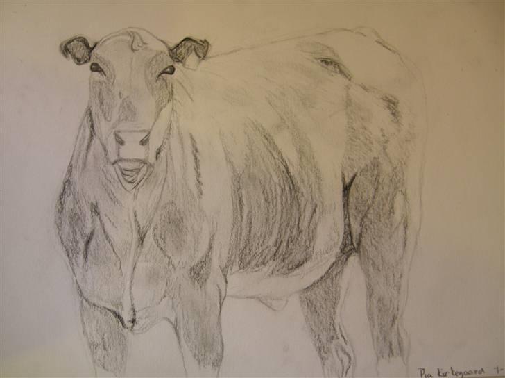 Tegninger jeg har tegnet... - Tegnet efter en kvie der hvor jeg arbejdede i Australien... billede 28