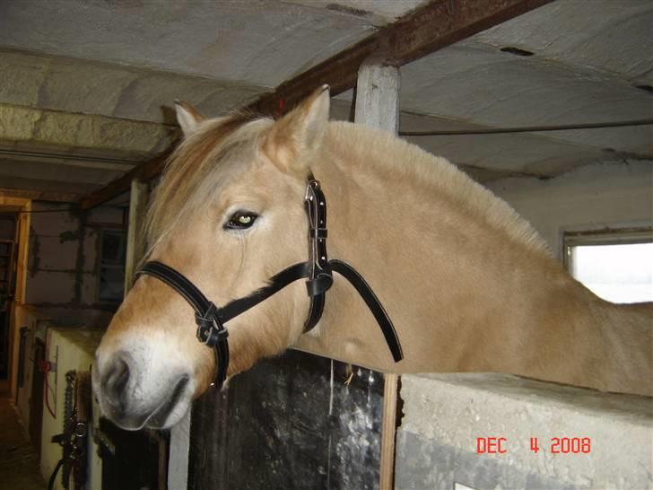 Lædersjov - Hesteting - Så er siderne sat på (mangler bare at skære det overflødige af i siderne (skulle lige se hvor lange de skulle være) og så præsse det flettet for neden... billede 28