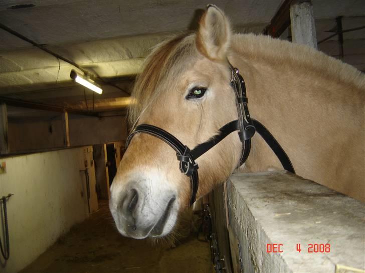 Lædersjov - Hesteting - Så er siderne sat på (mangler bare at skære det overflødige af i siderne (skulle lige se hvor lange de skulle være) og så præsse det flettet for neden... billede 29