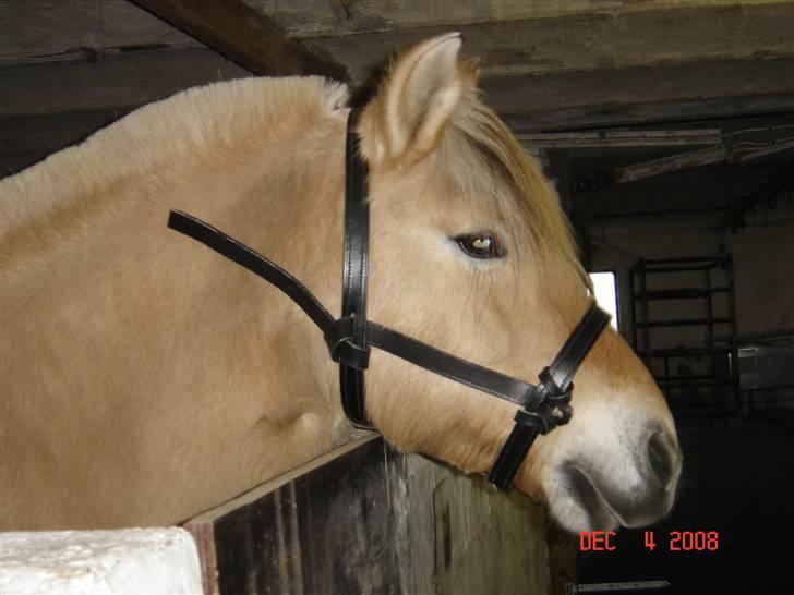 Lædersjov - Hesteting - Så er siderne sat på (mangler bare at skære det overflødige af i siderne (skulle lige se hvor lange de skulle være) og så præsse det flettet for neden... billede 30