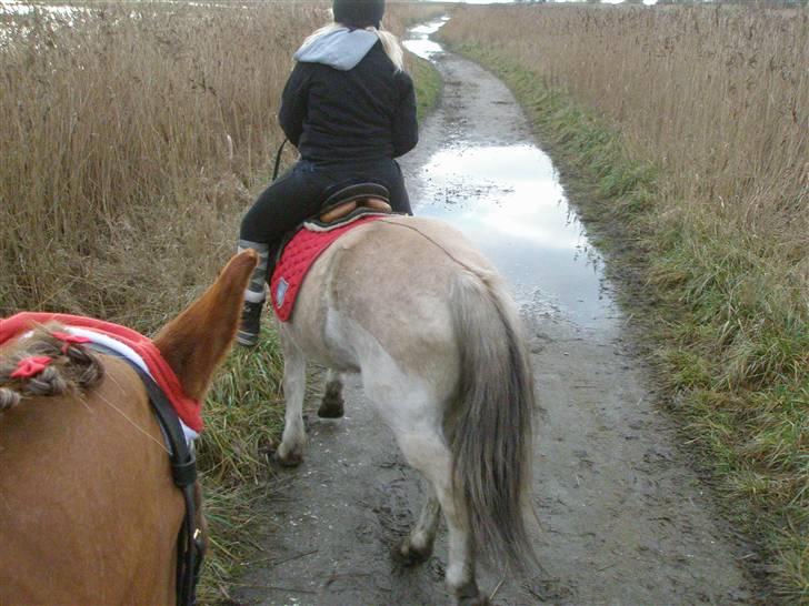 Liv & jeg på tur i Kongelundsskoven billede 6